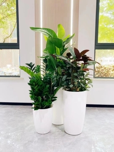 宁波鄞州植物租摆价格