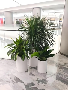 宁波镇海花木出租设计